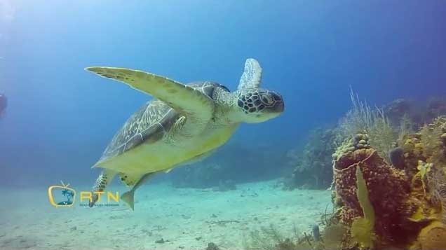Roatan Turtle while diving