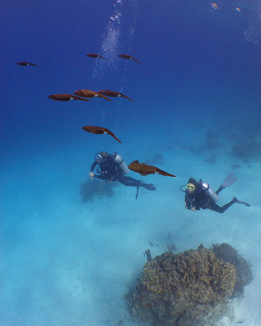 divers enjoying roatan